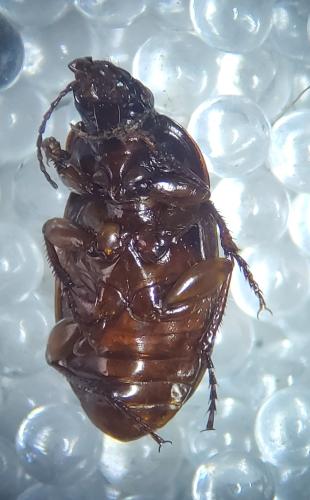 Amara equestris